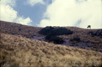/album/ecosistemas-de-mexico1/a4045-tlamacas-estado-de-mexico-jpg/